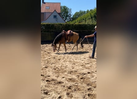 Caballo cuarto de milla, Yegua, 3 años, 147 cm, Buckskin/Bayo