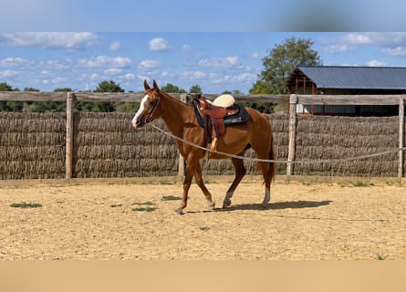 Caballo cuarto de milla, Yegua, 3 años, 150 cm, Alazán