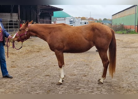 Caballo cuarto de milla, Yegua, 3 años, 150 cm, Alazán