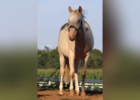 Caballo cuarto de milla Mestizo, Yegua, 3 años, 150 cm
