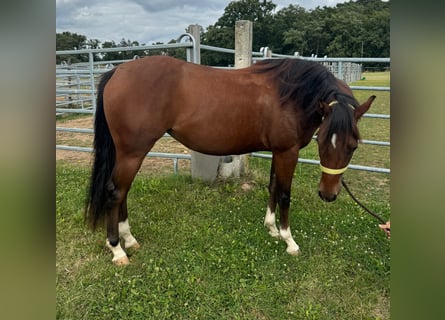 Caballo cuarto de milla, Yegua, 3 años, 150 cm, Castaño