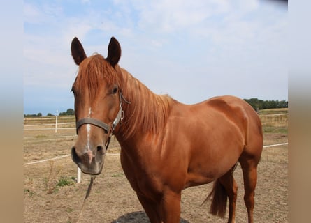 Caballo cuarto de milla, Yegua, 3 años, 152 cm, Alazán