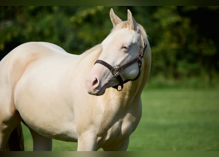 Caballo cuarto de milla, Yegua, 3 años, 153 cm, Cremello