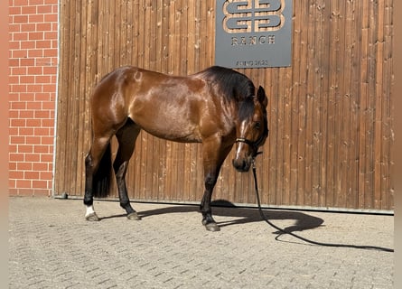 Caballo cuarto de milla, Yegua, 3 años, 154 cm, Castaño