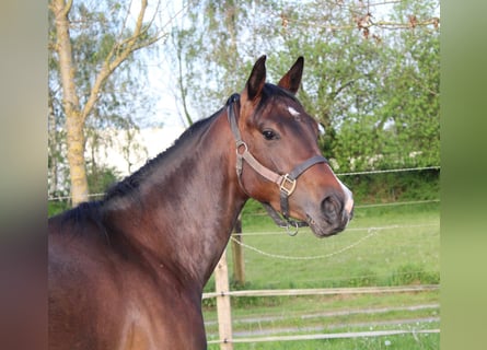 Caballo cuarto de milla, Yegua, 3 años, 154 cm, Castaño