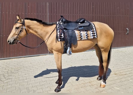 Caballo cuarto de milla, Yegua, 3 años, 160 cm, Buckskin/Bayo