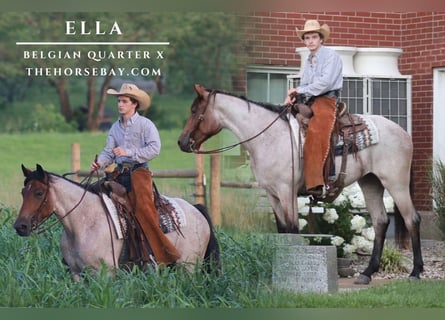 Caballo cuarto de milla, Yegua, 3 años, 160 cm, Castaño-ruano