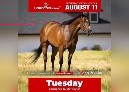 Caballo cuarto de milla, Yegua, 3 años, Castaño rojizo