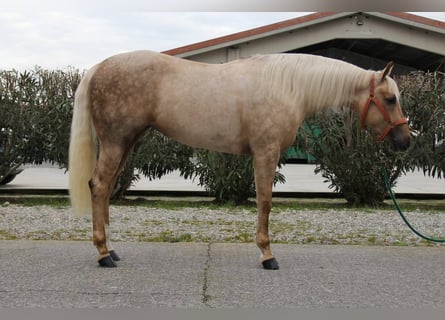 Caballo cuarto de milla, Yegua, 3 años, Palomino