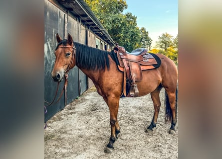 Caballo cuarto de milla, Yegua, 4 años, 145 cm, Castaño