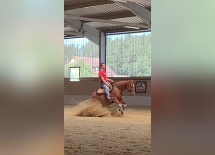 Caballo cuarto de milla, Yegua, 4 años, 148 cm, Alazán