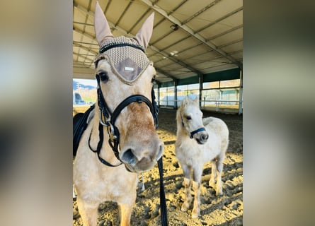 Caballo cuarto de milla, Yegua, 4 años, 148 cm, Palomino