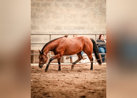 Caballo cuarto de milla, Yegua, 4 años, 149 cm, Castaño