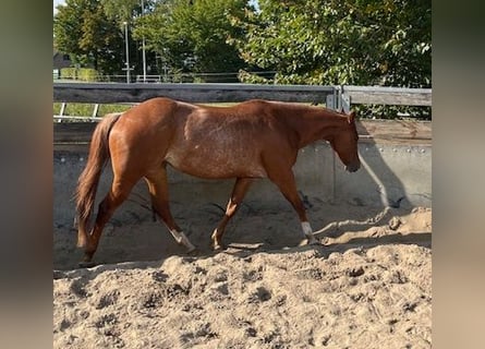 Caballo cuarto de milla, Yegua, 4 años, 150 cm, Alazán