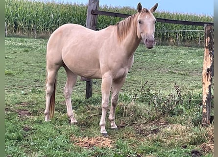 Caballo cuarto de milla, Yegua, 4 años, 150 cm, Champán