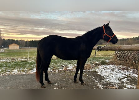 Caballo cuarto de milla, Yegua, 4 años, 150 cm, Negro