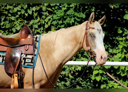 Caballo cuarto de milla, Yegua, 4 años, 150 cm, Palomino