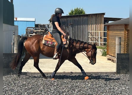 Caballo cuarto de milla, Yegua, 4 años, 151 cm, Castaño