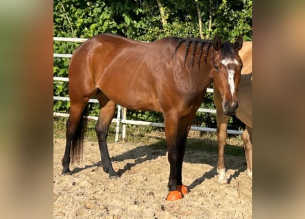 Caballo cuarto de milla, Yegua, 4 años, 151 cm, Castaño
