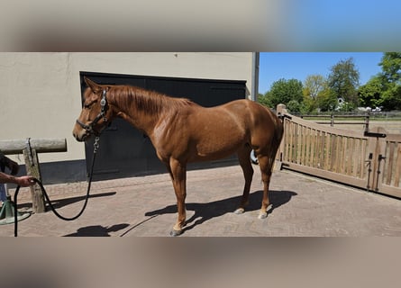 Caballo cuarto de milla, Yegua, 4 años, 152 cm, Alazán