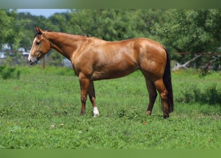Caballo cuarto de milla, Yegua, 4 años, 152 cm, Buckskin/Bayo