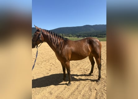 Caballo cuarto de milla, Yegua, 4 años, 152 cm, Castaño