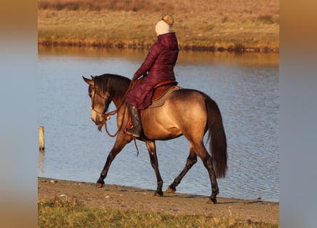 Caballo cuarto de milla Mestizo, Yegua, 4 años, 153 cm, Buckskin/Bayo