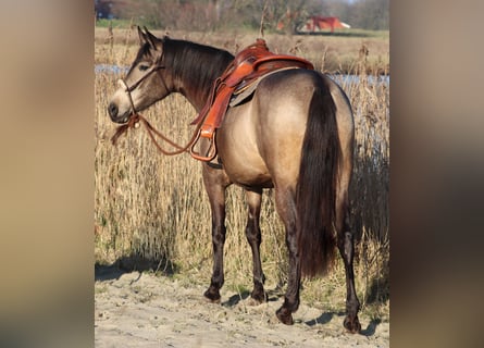 Caballo cuarto de milla Mestizo, Yegua, 4 años, 153 cm, Buckskin/Bayo