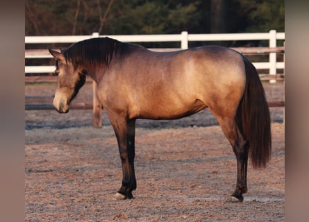 Caballo cuarto de milla Mestizo, Yegua, 4 años, 153 cm, Buckskin/Bayo