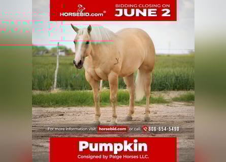 Caballo cuarto de milla, Yegua, 4 años, 155 cm, Palomino