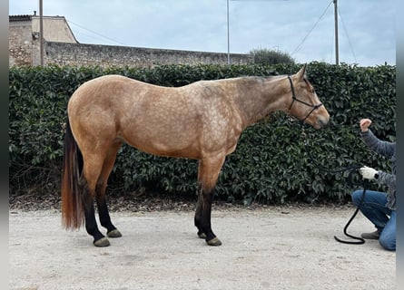 Caballo cuarto de milla, Yegua, 4 años, 156 cm, Buckskin/Bayo