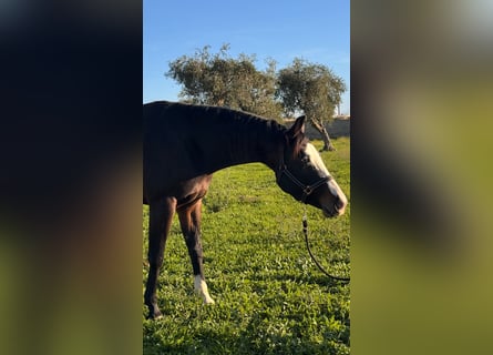 Caballo cuarto de milla, Yegua, 4 años, 160 cm, Castaño oscuro