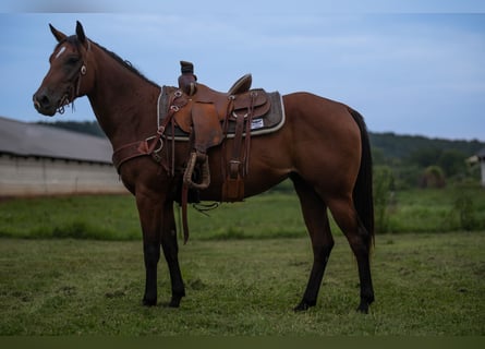 Caballo cuarto de milla, Yegua, 4 años, Castaño rojizo