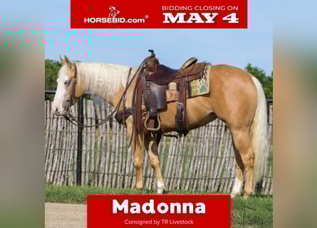 Caballo cuarto de milla, Yegua, 4 años, Palomino