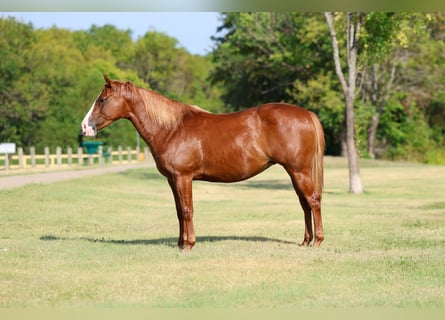 Caballo cuarto de milla, Yegua, 5 años, 142 cm, Alazán rojizo