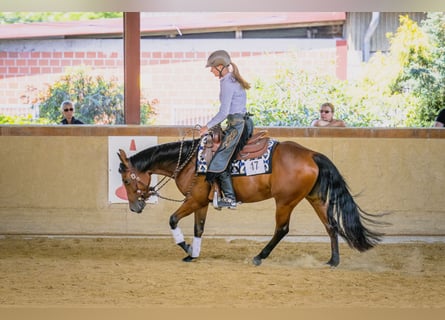 Caballo cuarto de milla, Yegua, 5 años, 146 cm, Castaño