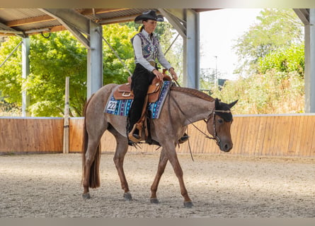 Caballo cuarto de milla, Yegua, 5 años, 149 cm, Ruano alazán