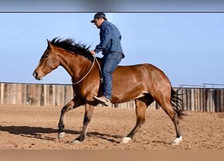 Caballo cuarto de milla, Yegua, 5 años, 150 cm, Castaño rojizo