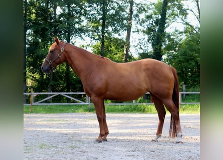 Caballo cuarto de milla, Yegua, 5 años, 154 cm, Alazán