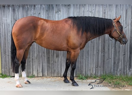 Caballo cuarto de milla, Yegua, 5 años, 154 cm, Castaño