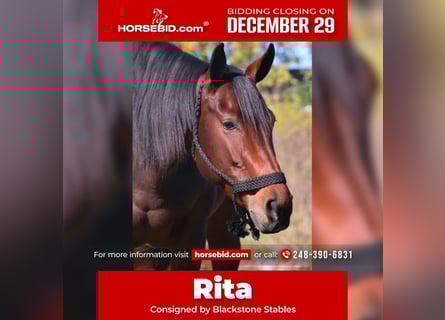 Caballo cuarto de milla, Yegua, 5 años, 157 cm, Castaño rojizo