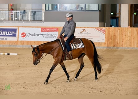 Caballo cuarto de milla, Yegua, 5 años, 165 cm, Castaño