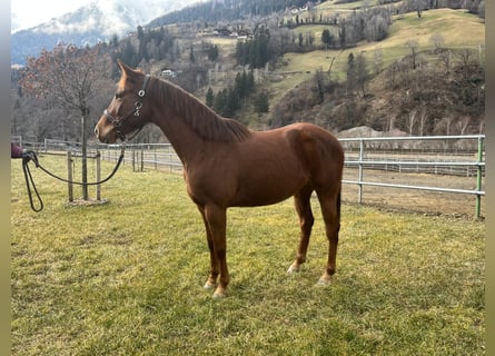 Caballo cuarto de milla, Yegua, 5 años, Alazán