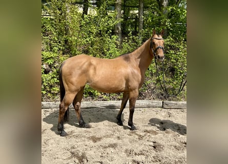 Caballo cuarto de milla, Yegua, 6 años, 143 cm, Dunalino (Cervuno x Palomino)