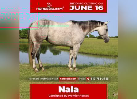 Caballo cuarto de milla, Yegua, 6 años, 145 cm, Tordo