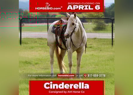 Caballo cuarto de milla, Yegua, 6 años, 152 cm, Palomino