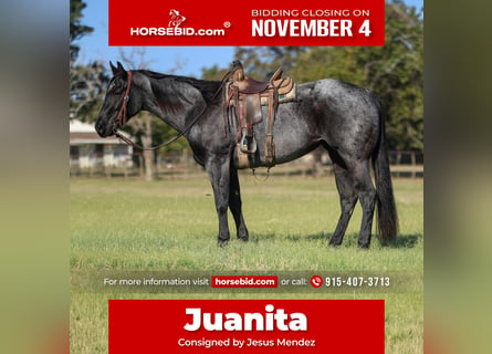 Caballo cuarto de milla, Yegua, 6 años, 152 cm, Ruano azulado