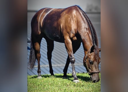 Caballo cuarto de milla, Yegua, 6 años, 153 cm, Castaño oscuro