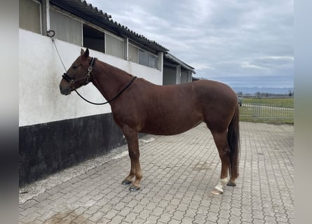 Caballo cuarto de milla Mestizo, Yegua, 6 años, 157 cm, Alazán-tostado