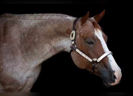 Caballo cuarto de milla, Yegua, 6 años, 163 cm, Ruano alazán